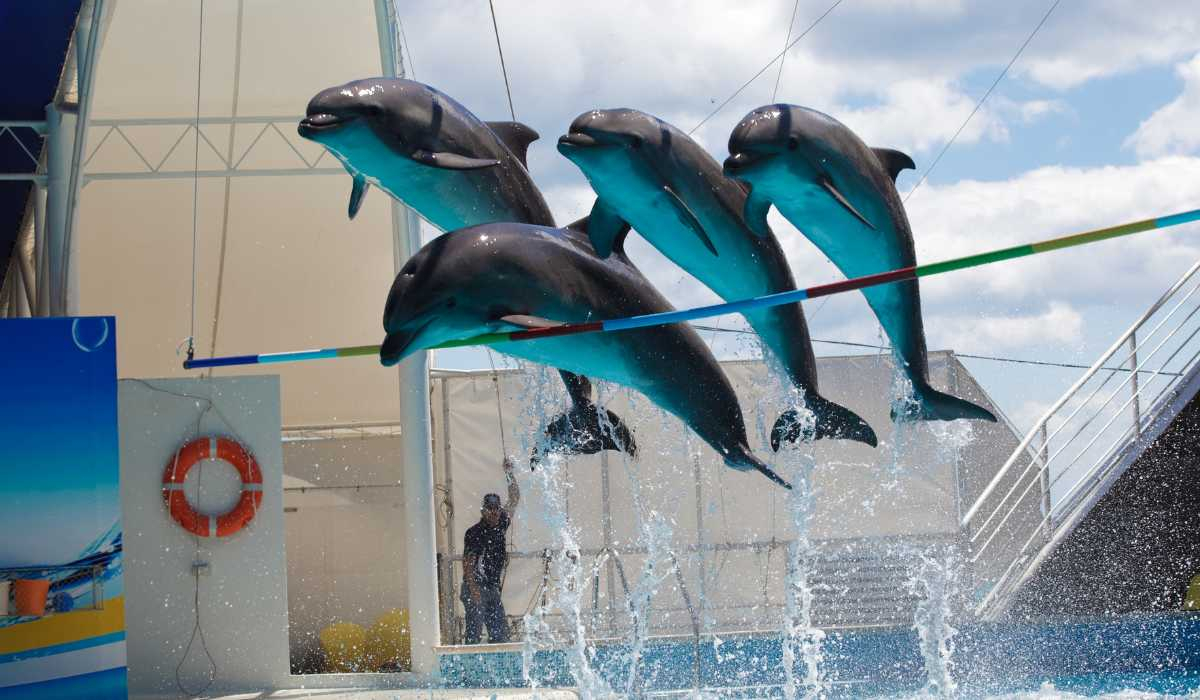 Tour del espectáculo de delfines